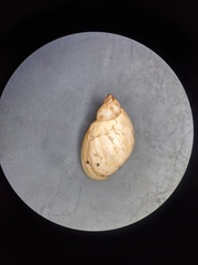 Novisuccinea ovalis