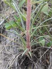 Ipomopsis spicata spicata