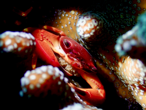 Trapezia cymodoce observed 2026-10-27