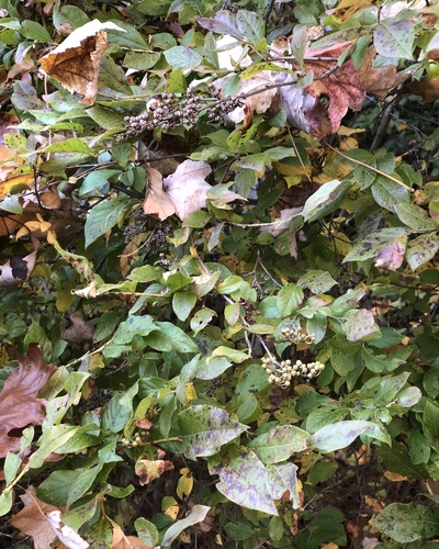 Lyonia ligustrina observed 2026-10-22