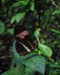 Heliconius erato phyllis