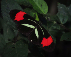 Heliconius erato phyllis