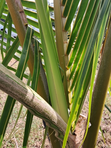 Cocos nucifera observed 2026-10-27