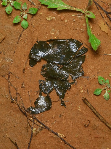 Nostoc commune observed 2026-10-26