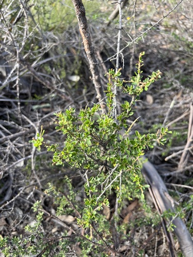 Bursaria spinosa observed 2026-10-27