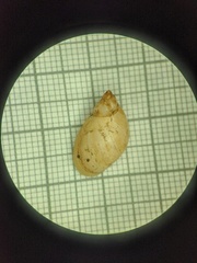Novisuccinea ovalis