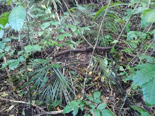 Rhopalostylis sapida, 2026-10-27