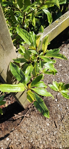 Myoporum laetum observed 2026-10-27