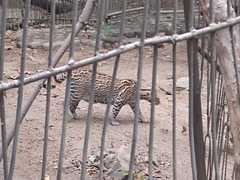 Leopardus