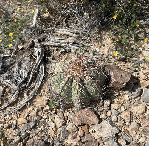 Echinocactus horizonthalonius, 2026-10-23