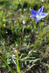 Wahlenbergia luteola