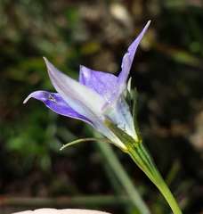 Wahlenbergia luteola