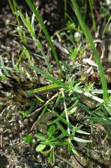 Wahlenbergia luteola