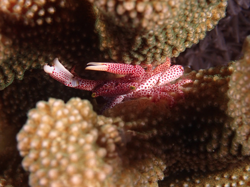 Trapezia rufopunctata observed 2026-09-25