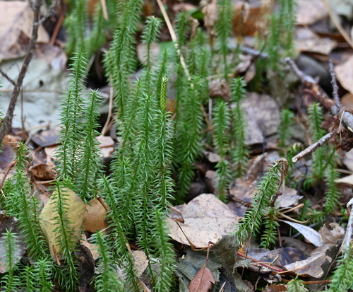 Spinulum annotinum observed 2026-10-26