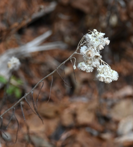 Anaphalis margaritacea observed 2026-10-26