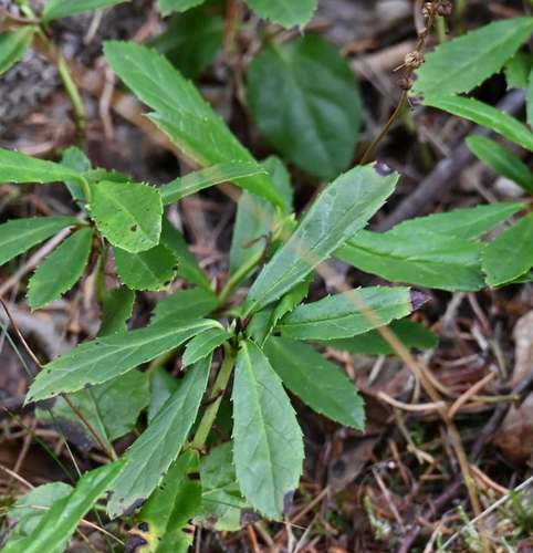 Chimaphila umbellata observed 2026-10-26