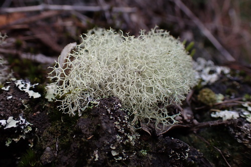 Cladonia observed 2026-10-26