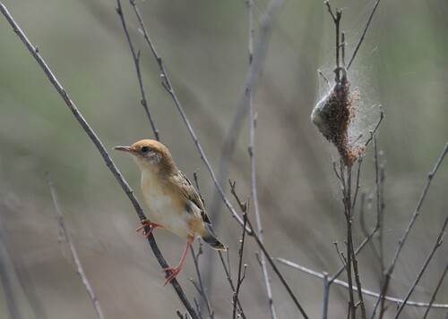 Cisticola exilis observed 2026-10-26
