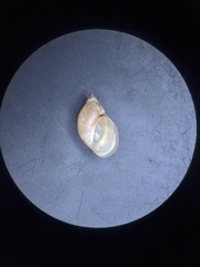 Novisuccinea ovalis
