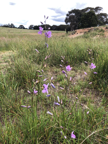 Arthropodium observed 2026-10-27