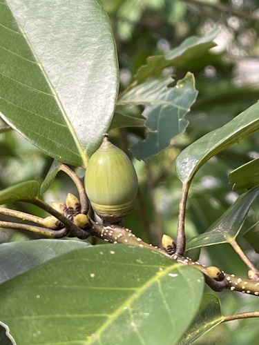 Quercus glauca observed 2026-10-27