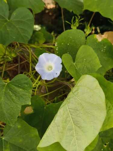 Ipomoea nil observed 2026-10-27