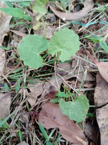 Centella asiatica observed 2026-10-27