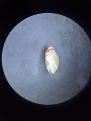 Novisuccinea ovalis