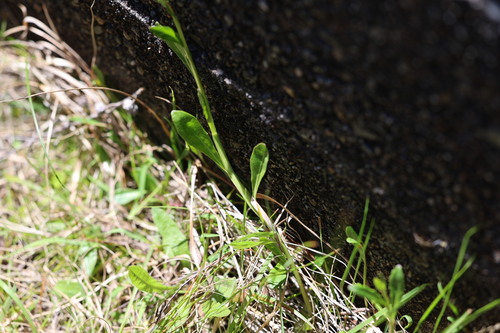 Lobelia anceps observed 2026-10-24