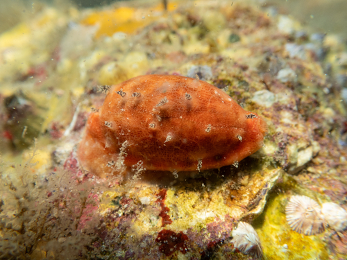 Talostolida pellucens observed 2026-10-27