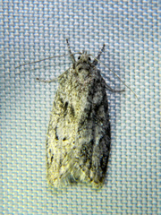 Semioscopis