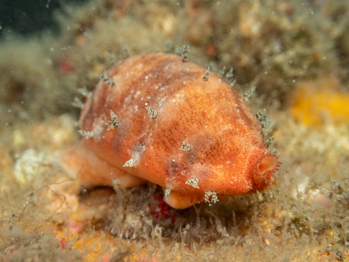 Talostolida pellucens observed 2026-10-27