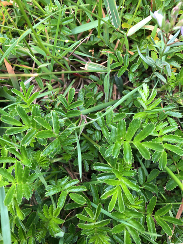 Acaena novae-zelandiae observed 2026-10-27