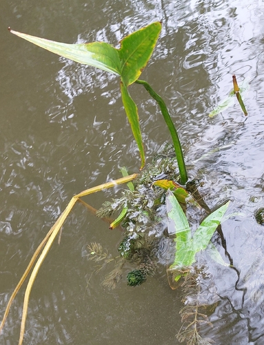 Sagittaria sagittifolia observed 2026-10-26