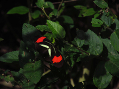 Heliconius erato phyllis