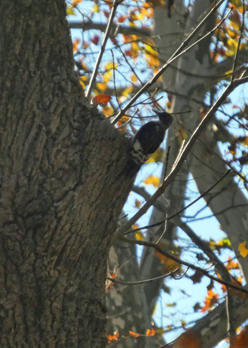 Melanerpes erythrocephalus, 2026-10-26