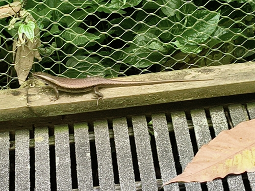 Eutropis multifasciata observed 2026-10-27