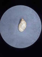 Novisuccinea ovalis