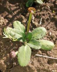 Solenogyne dominii