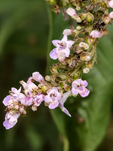 Vitex negundo observed 2026-10-27