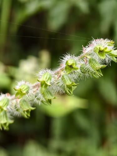 Perilla frutescens observed 2026-10-27