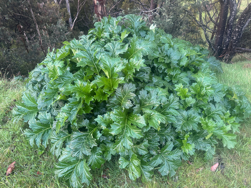 Acanthus observed 2026-10-26
