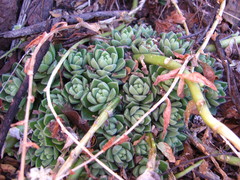 Sedum ebracteatum