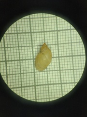 Novisuccinea ovalis