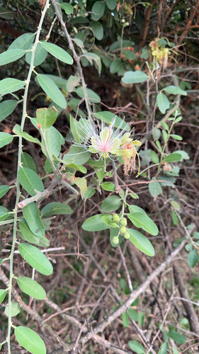 Capparis observed 2026-10-27