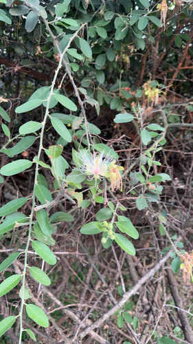 Capparis observed 2026-10-27