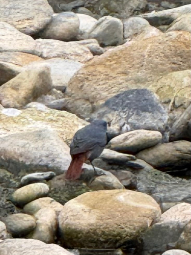 Rhyacornis fuliginosa, 2026-10-27