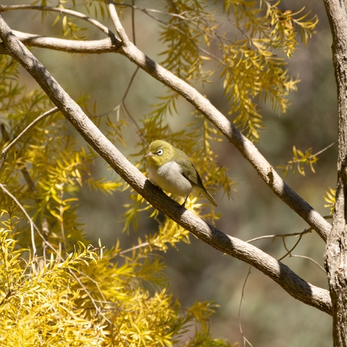 Zosterops lateralis observed 2026-10-27