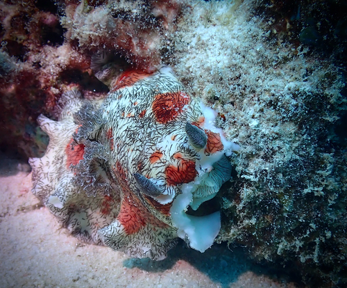 Platydoris cruenta observed 2026-09-26